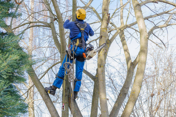 How Our Tree Care Process Works  in  Gramercy, LA