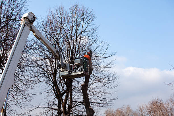 Best Tree and Shrub Care  in Gramercy, LA